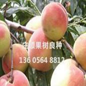 中華晚蜜(北京晚蜜)果樹苗