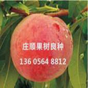 四月特早紅果苗