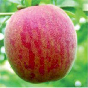 王川中島白桃苗