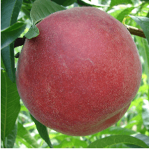 優(yōu)系春雪桃苗