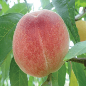 優(yōu)系春蜜桃苗