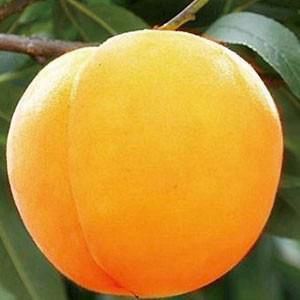 奧引一號(hào)黃桃