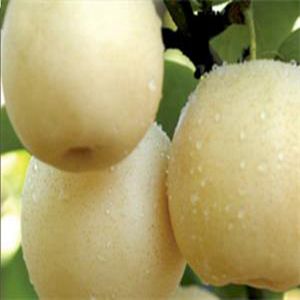 早生黃金梨