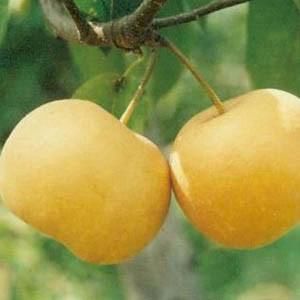 早生喜水梨(諾光)