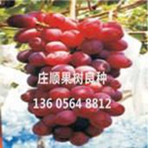 早紅提(矢富羅莎)