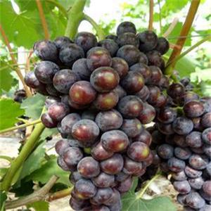 葡萄貝達(dá)砧木苗