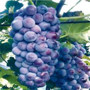 紅標(biāo)無核葡萄苗