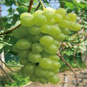 維多利亞葡萄苗