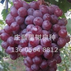 甬優(yōu)一號(hào)