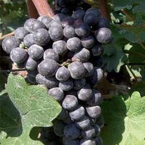品麗珠釀酒葡萄