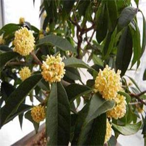 金滿(mǎn)堂桂花