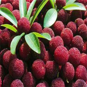 王子安海楊梅苗