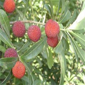 安海早甜楊梅苗