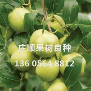 乳脆蜜棗苗