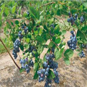 藍(lán)豐藍(lán)莓苗