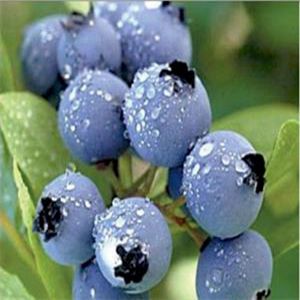 達(dá)柔藍(lán)莓
