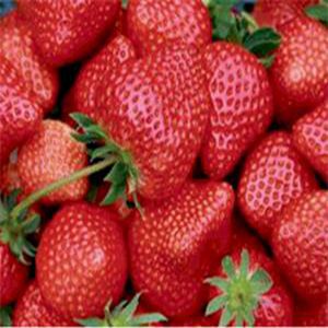 紅顏草莓