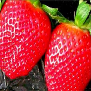 章姬草莓