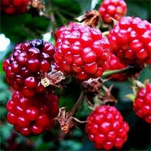 美洲一品紅樹莓苗