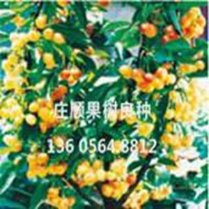 拿破侖櫻桃苗