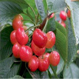紅燈櫻桃苗