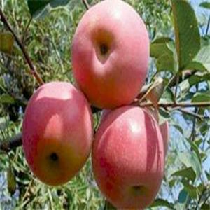 藤牧一號蘋果苗