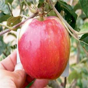 成田極早熟富士蘋果苗