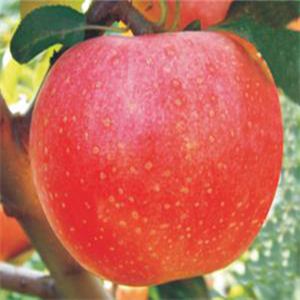 紅之舞蘋果