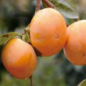 大秋柿苗(太秋)