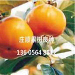 特早熟柿苗七月早(七月燥)