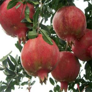 突尼斯軟籽黑石榴苗