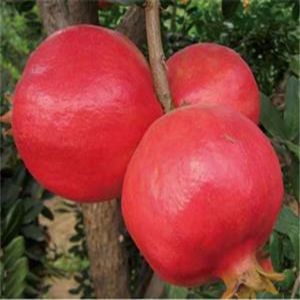 紅如意軟籽石榴苗