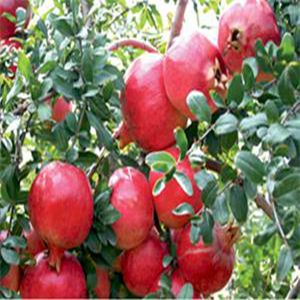 中農(nóng)紅軟籽石榴苗