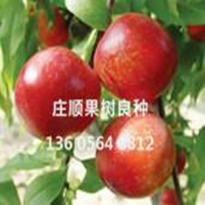 極早518油桃樹苗