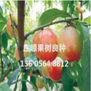 千年矮油桃樹苗