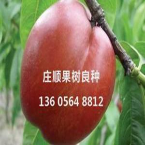 金山早紅油桃苗