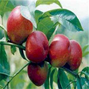 中油12號油桃苗