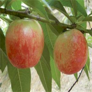 千年特早紅油桃苗