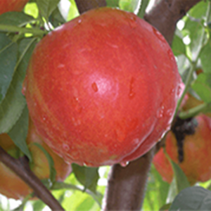 中油16號(hào)油桃苗