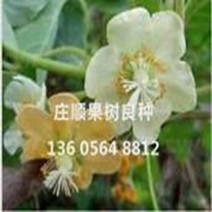 獼猴桃授粉雄株