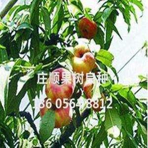仲秋蟠桃樹苗