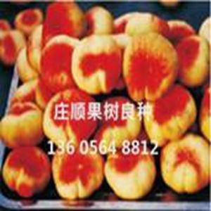 中油蟠桃樹苗