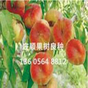 特晚蟠桃樹苗