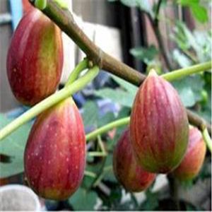 波姬紅無花果苗