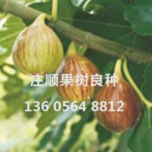 布蘭瑞克無花果苗