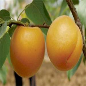 金光6號(hào)杏苗