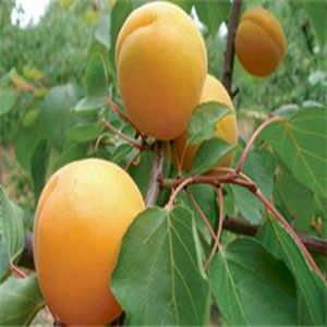 金太陽(yáng)杏苗