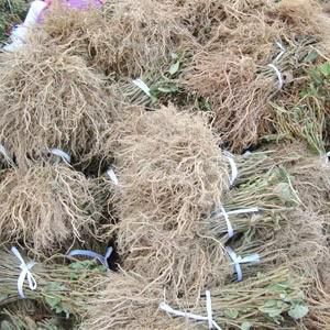 果樹砧木苗及種子