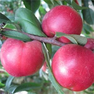 珍珠棗2號油桃苗