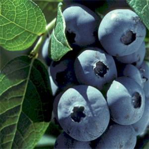 來財(cái)藍(lán)莓苗